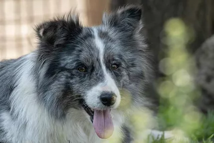 Cuccioli Border Collie - Foto 4