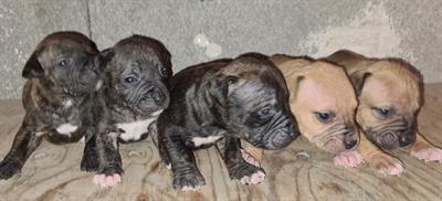 Cuccioli di Razza pitbull UKC - Foto 2