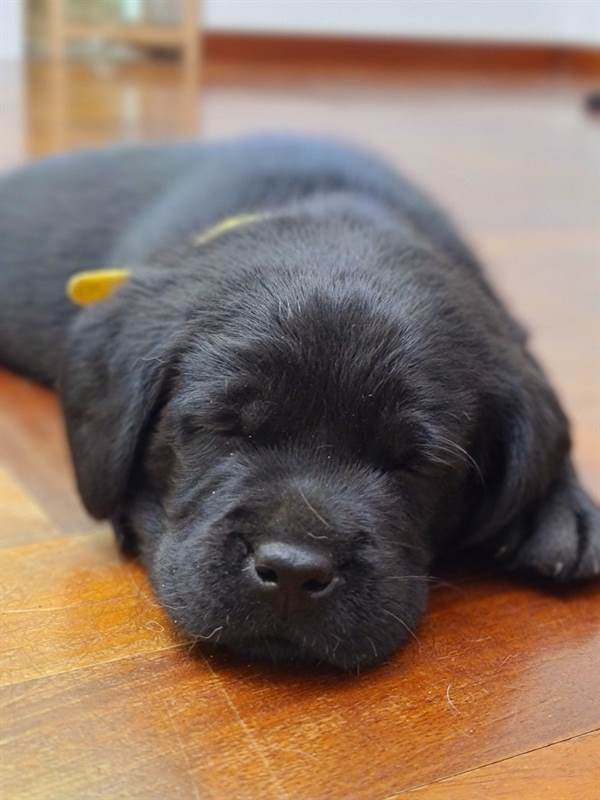 Foto 2 Cuccioli Razza Labrador Nero e Choco con pedigree, color marrone