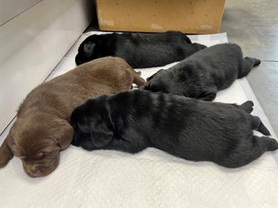 Cuccioli di Razza Labrador, colore nero - Foto 3