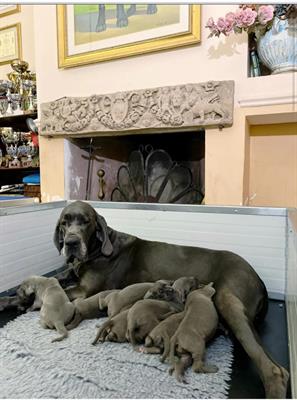 Alano cuccioli blu