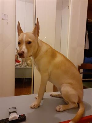 Pitbul femmina