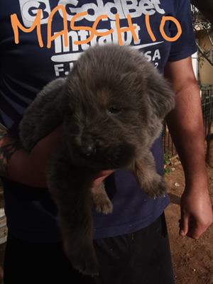 Mastino tibetano
