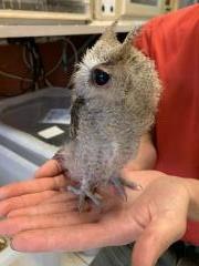 Assiolo Indiano Baby Otus bakkamoena - Foto 2