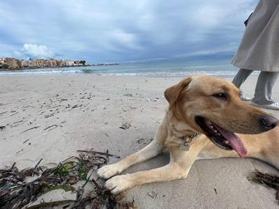 Labrador femmina - Anteprima 1