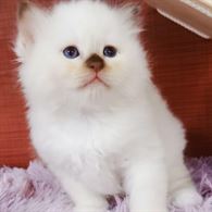 Cuccioli Sacro di Birmania con pedigree
