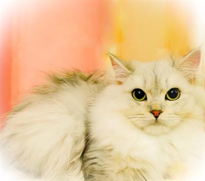Cuccioli figli di British Longhair shaded silver