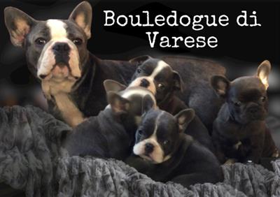 Bulldog francese Blue, colore Tan - Anteprima 5