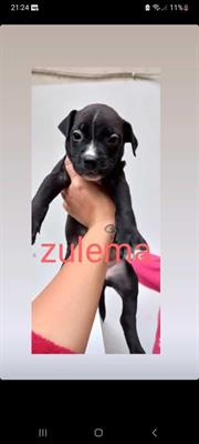 Cucciolata Amstaff