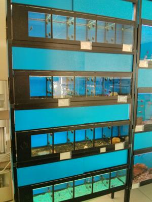 Acquario betta splendens