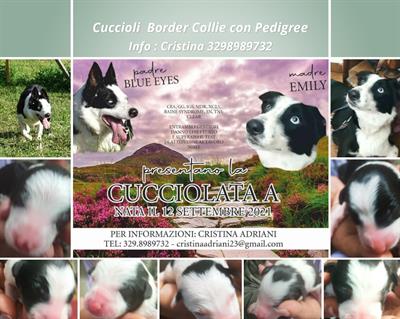Border collie cuccioli