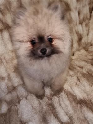 Spitz tedesco nano di pomerania