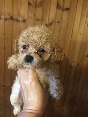 Barboncino Toy cuccioli