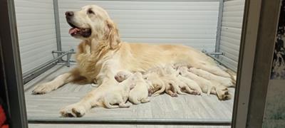 Cuccioli di Golden Retriever