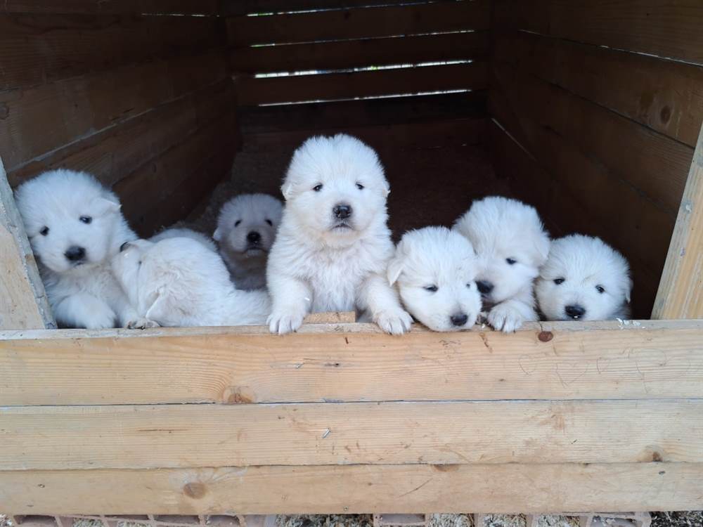 Cuccioli di pastore Razza maremmano abruzzese - L'Aquila