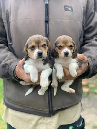 Cucccioli di beagle