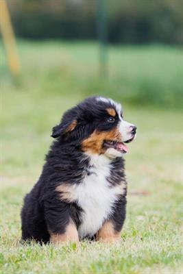 Cuccioli Bovaro del Bernese - Foto 2