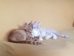 Cuccioli main coon