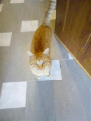 Gatti - circa 2 anni e mezzo Razza Europeo - Foto 2