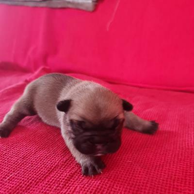 Cuccioli Bouledogue Francese, genitori visibili - Anteprima 1
