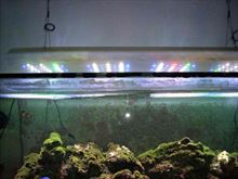 Acquario marino