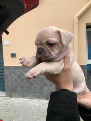 Cucciolo Razza bulldog francese, color crema - Foto 3