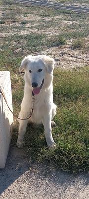 Cucciola di 6 mesi taglia media Baci si trova in Calabria, c