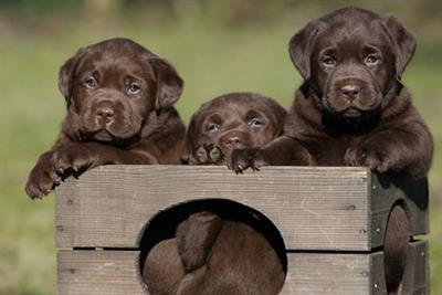 Cuccioli Razza labrador cioccolato con Pedigree - Foto 2