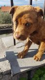 Cucciolino cerca casa