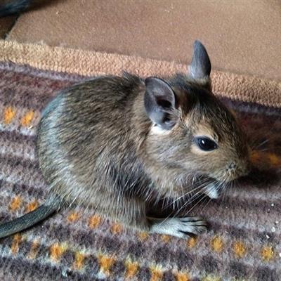Due Degu Maschi