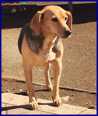 Tamara simil beagle 5 anni bellissima, taglia media - Anteprima 1