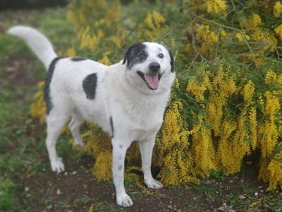 TOTÒ 2 anni tagliamedio