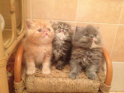 CAT SITTER