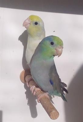 Forpus Coelestis