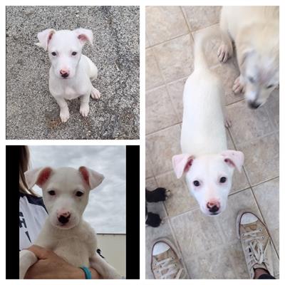 Milka cucciola taglia media piccola