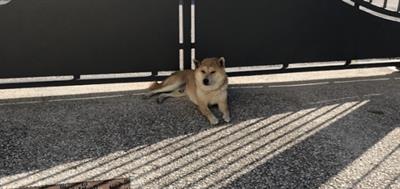 Shiba inu - Anteprima 1
