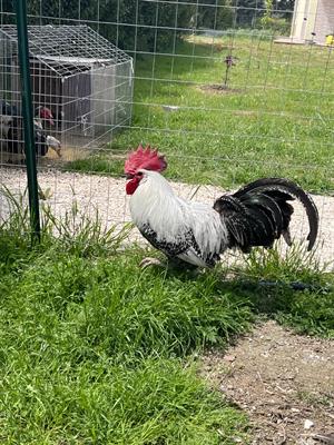 Galline e Galli romagnoli