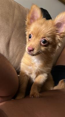 Chihuahua femmina