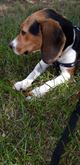 Beagle in vendita