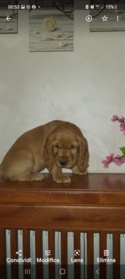 Sacha - Disponibilità N. F. Sverminati vaccinati - Foto 2