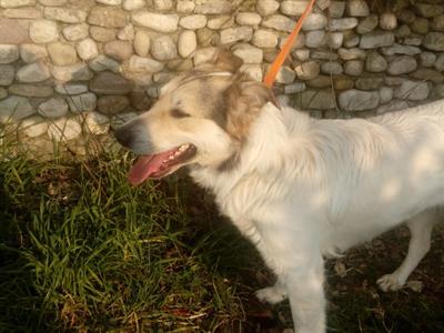 Martin giovane simil collie