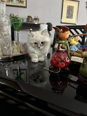 Bellissima gattina Ragdoll
