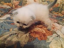 British e scottish fold