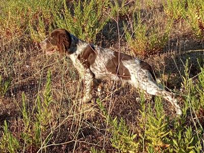 Setter inglese - Foto 3