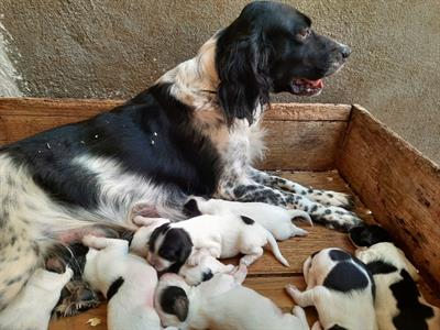 CUCCIOLI setter Inglesi