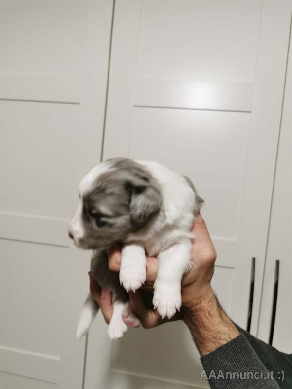 Cuccioli Razza border collie