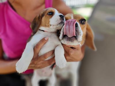Cuccioli di Razza beagle - Foto 3