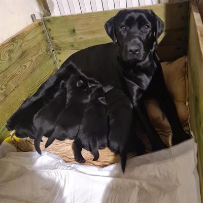 Cuccioli Razza Labrador Retriver - Foto 4