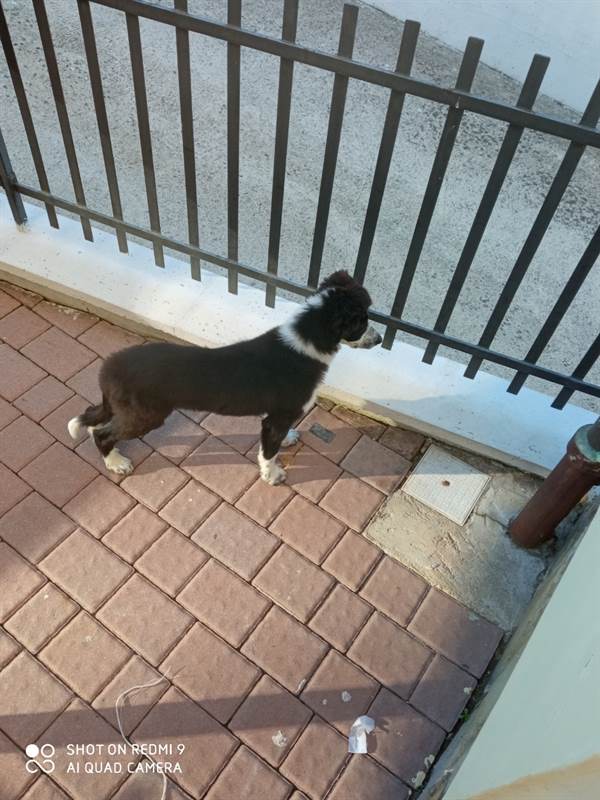 Foto 7Border Collie
