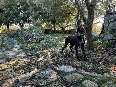 VENDO CANE DA CACCIA - Foto 3